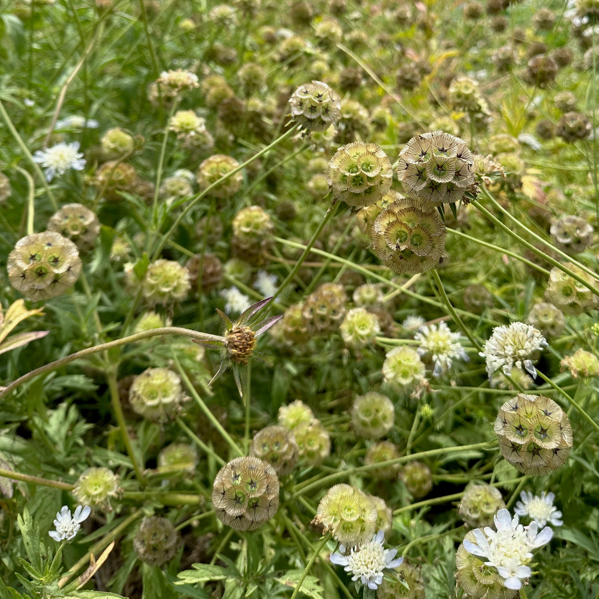 Starflower Scaboisa Seeds BULK: 800 Seeds (1 ounce)