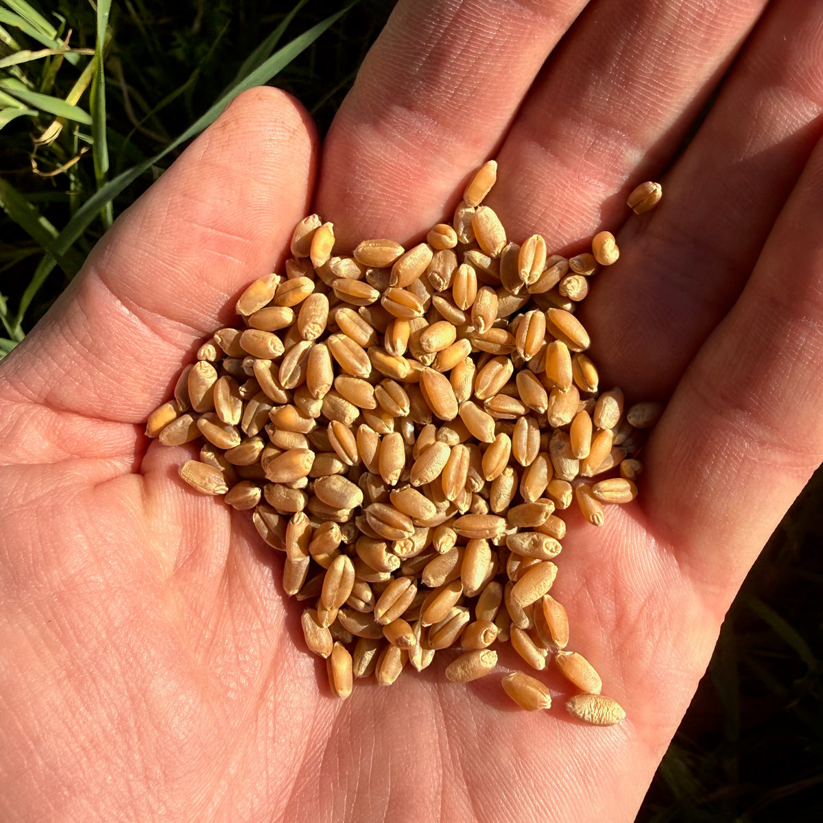 WB Patron Beardless Red Spring Wheat