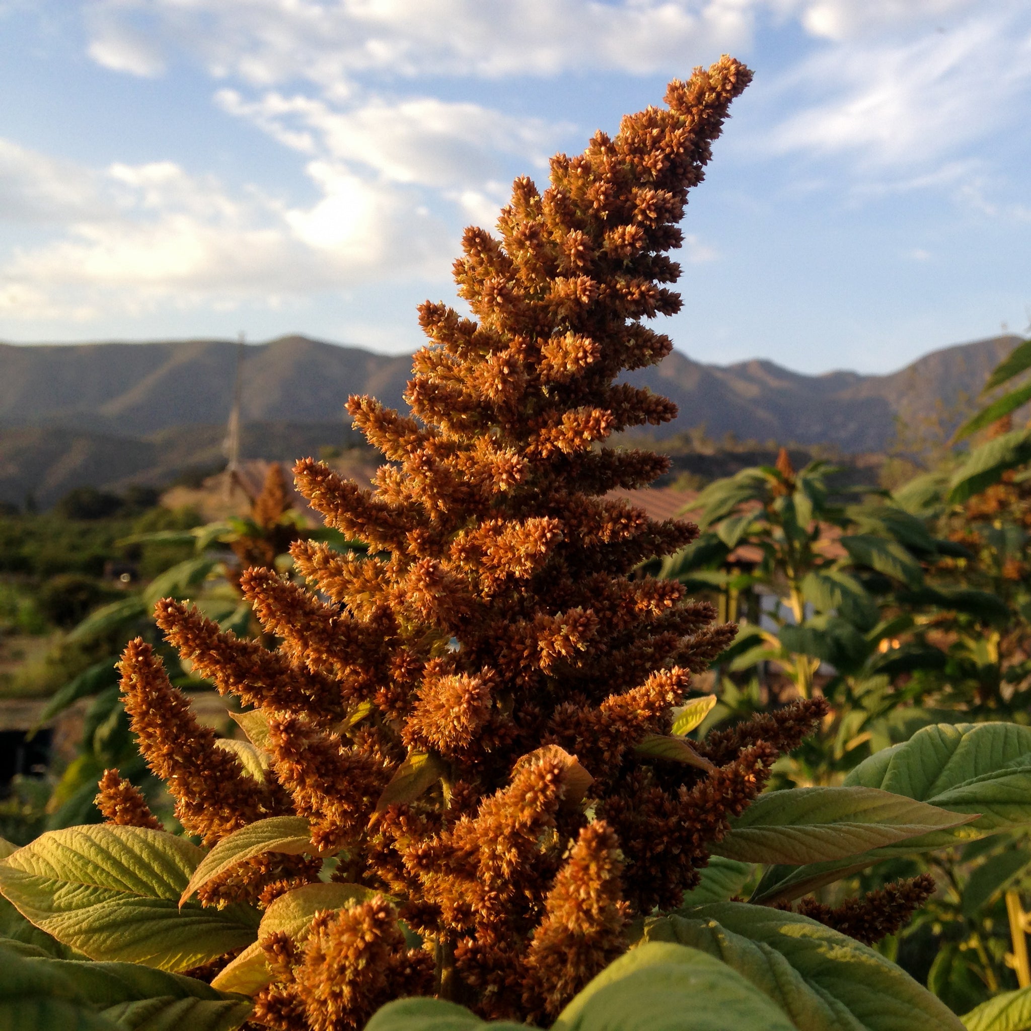 plant in the mint family with healthful seeds nyt Chinese Giant Orange Amaranth Seeds