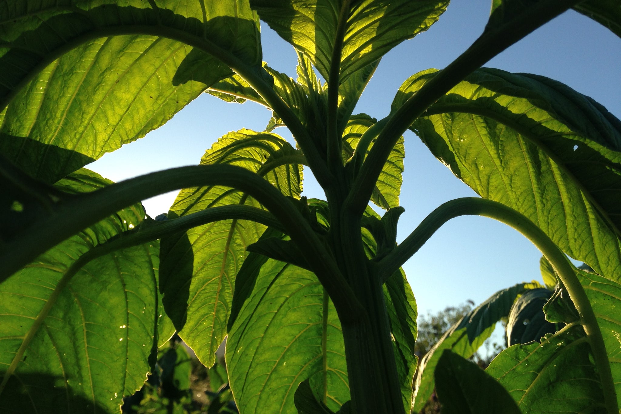 plants with large seeds Chinese Giant Orange Amaranth Seeds