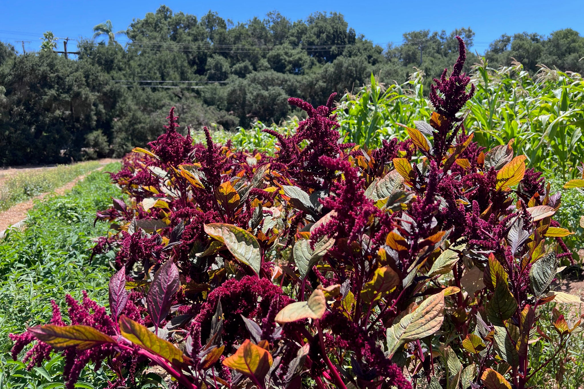 amaranth seed plant Hopi Red Dye Amaranth Seeds BULK: 448,000 Seeds (1 pound), OG