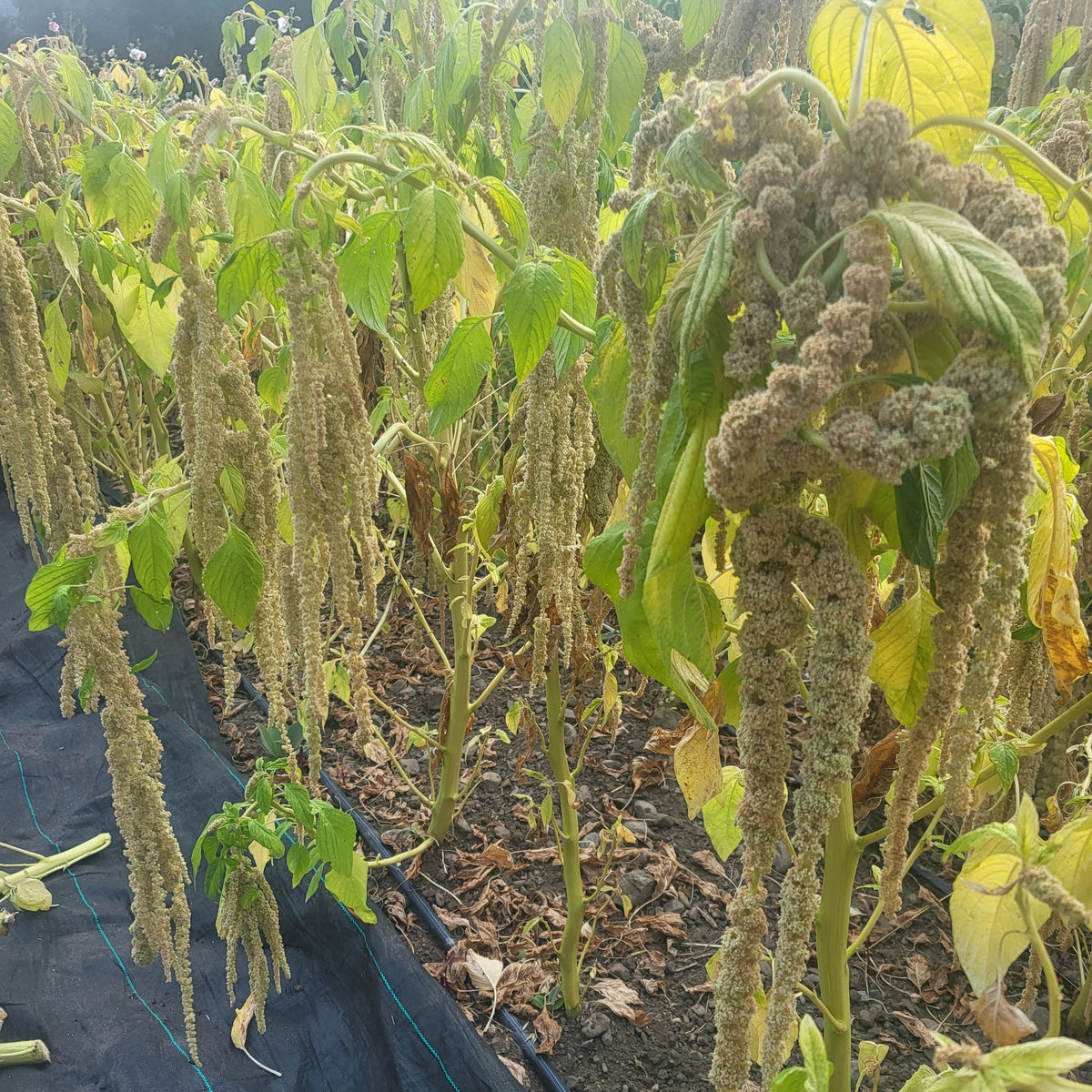 Green Tails Amaranth