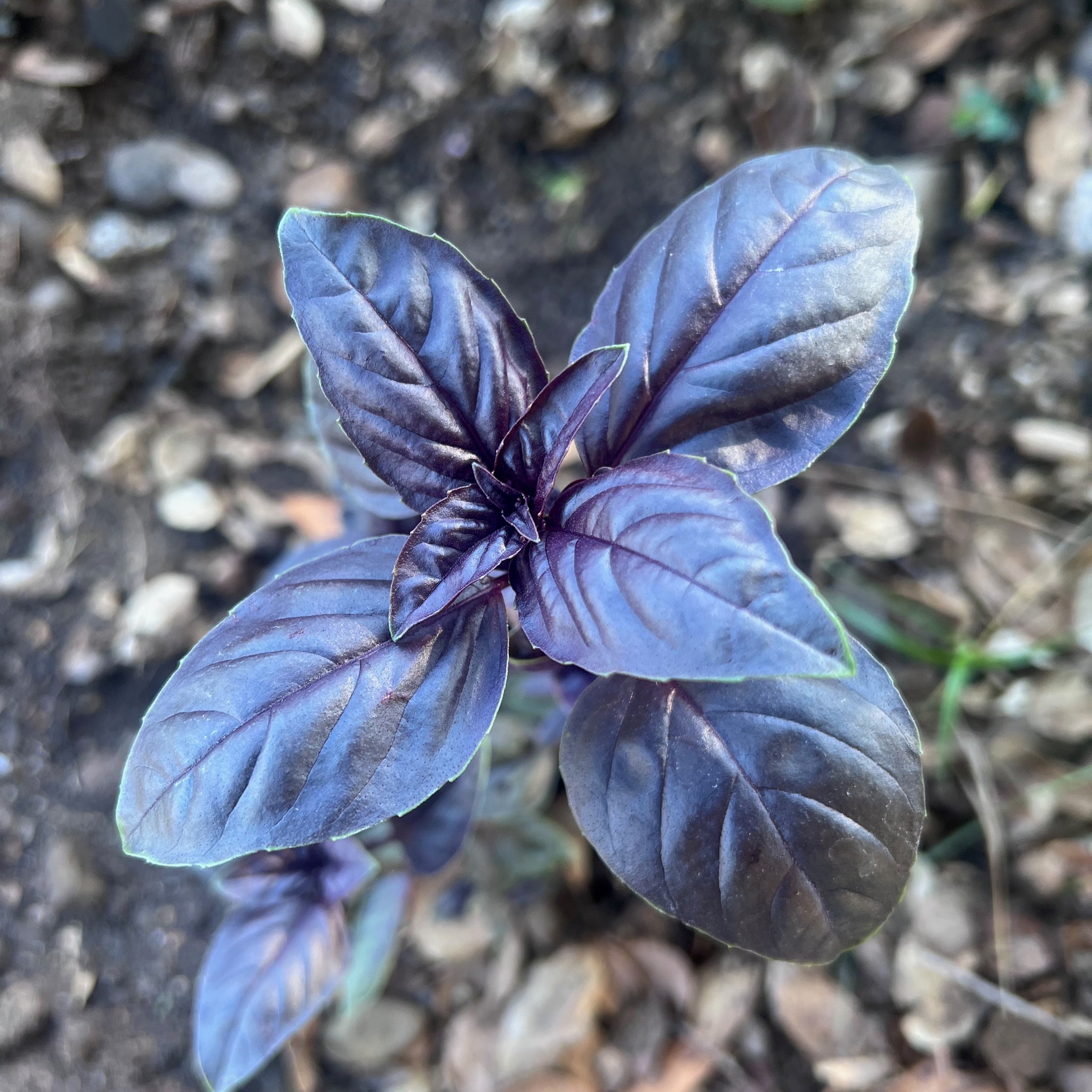sabja seed plant Culinary Basil Seed Collection