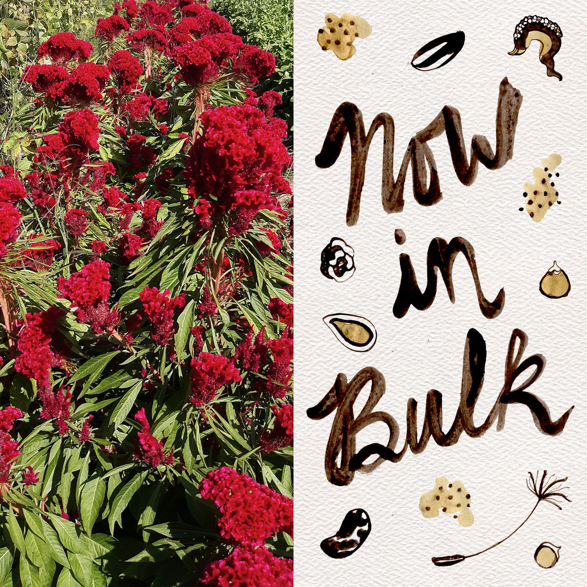 Amish Cockscomb Celosia