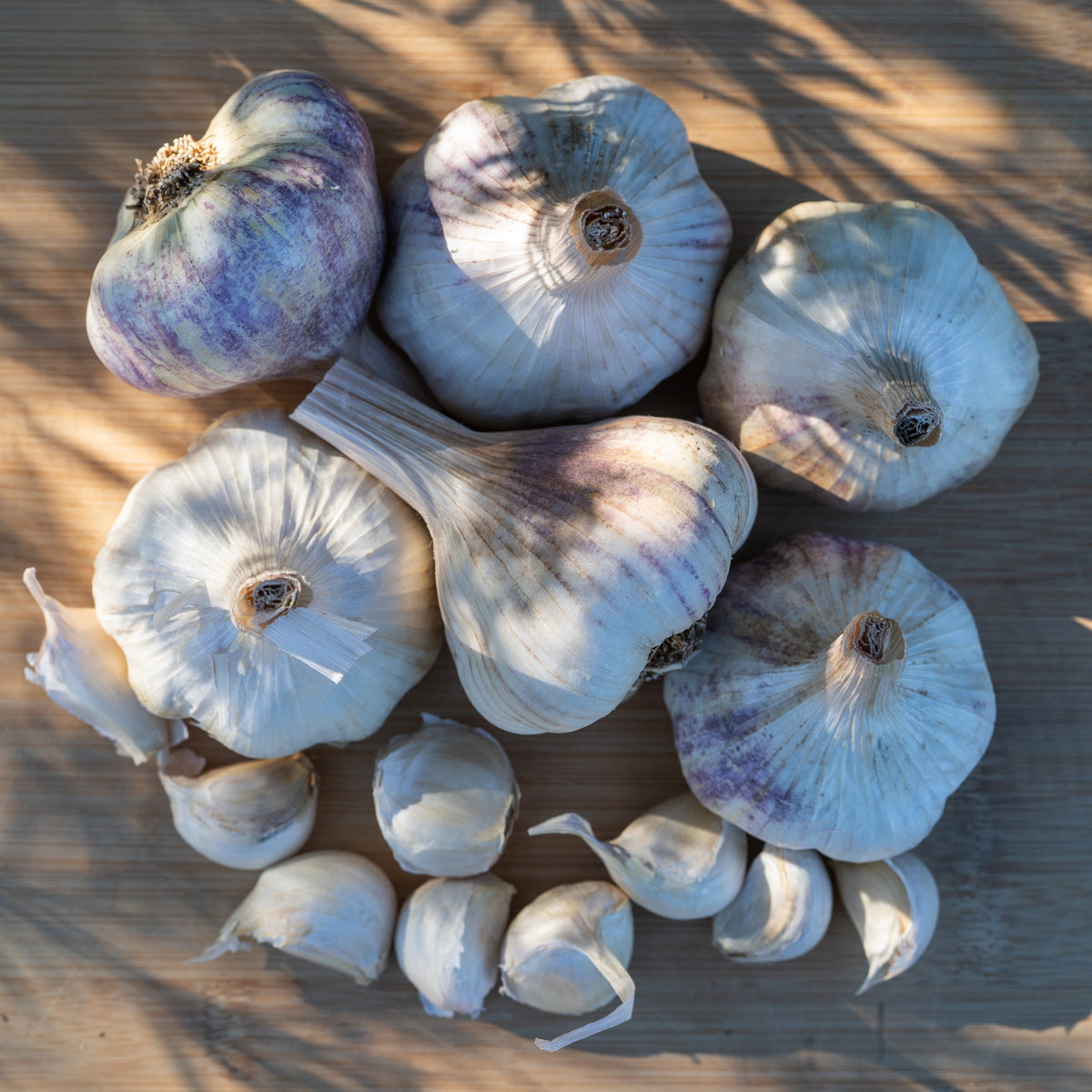 Applegate Artichoke Softneck Garlic