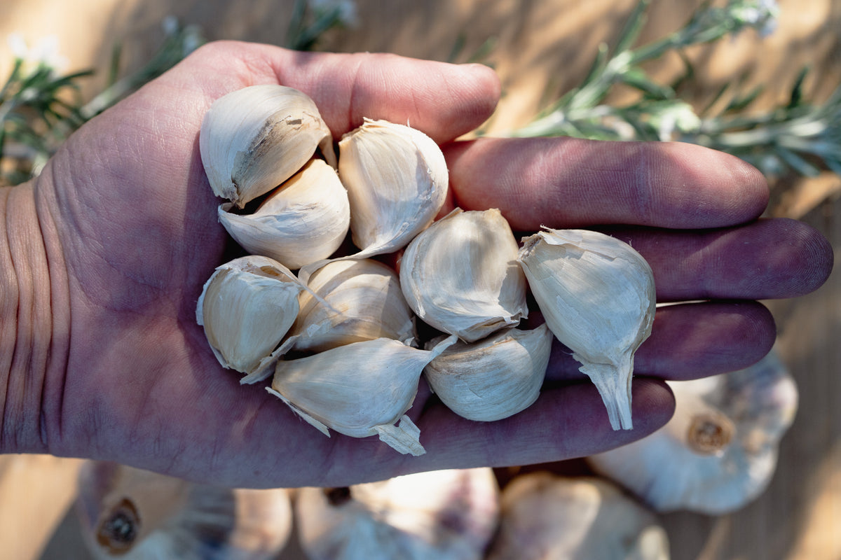 Applegate Artichoke Softneck Garlic