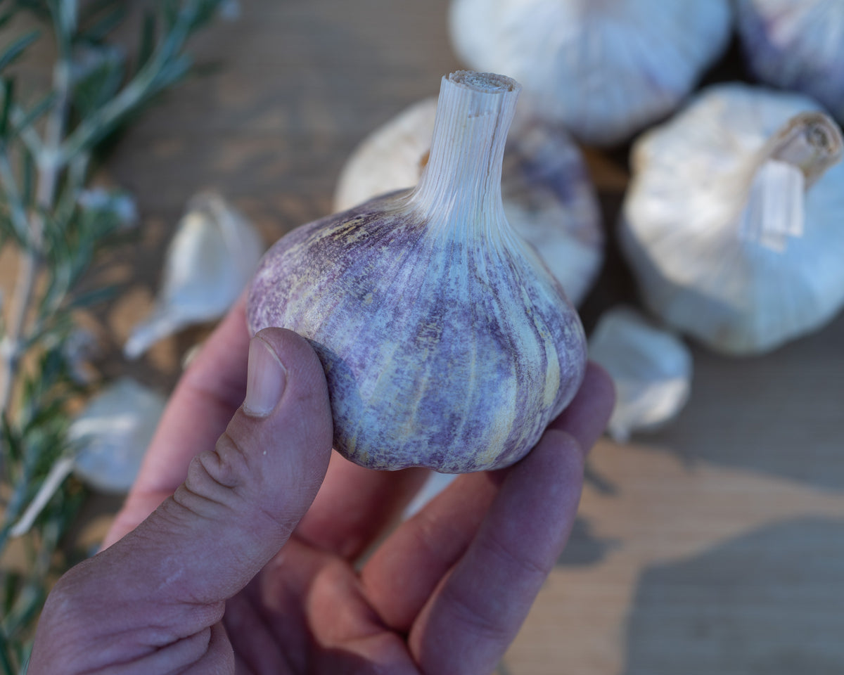Applegate Artichoke Softneck Garlic