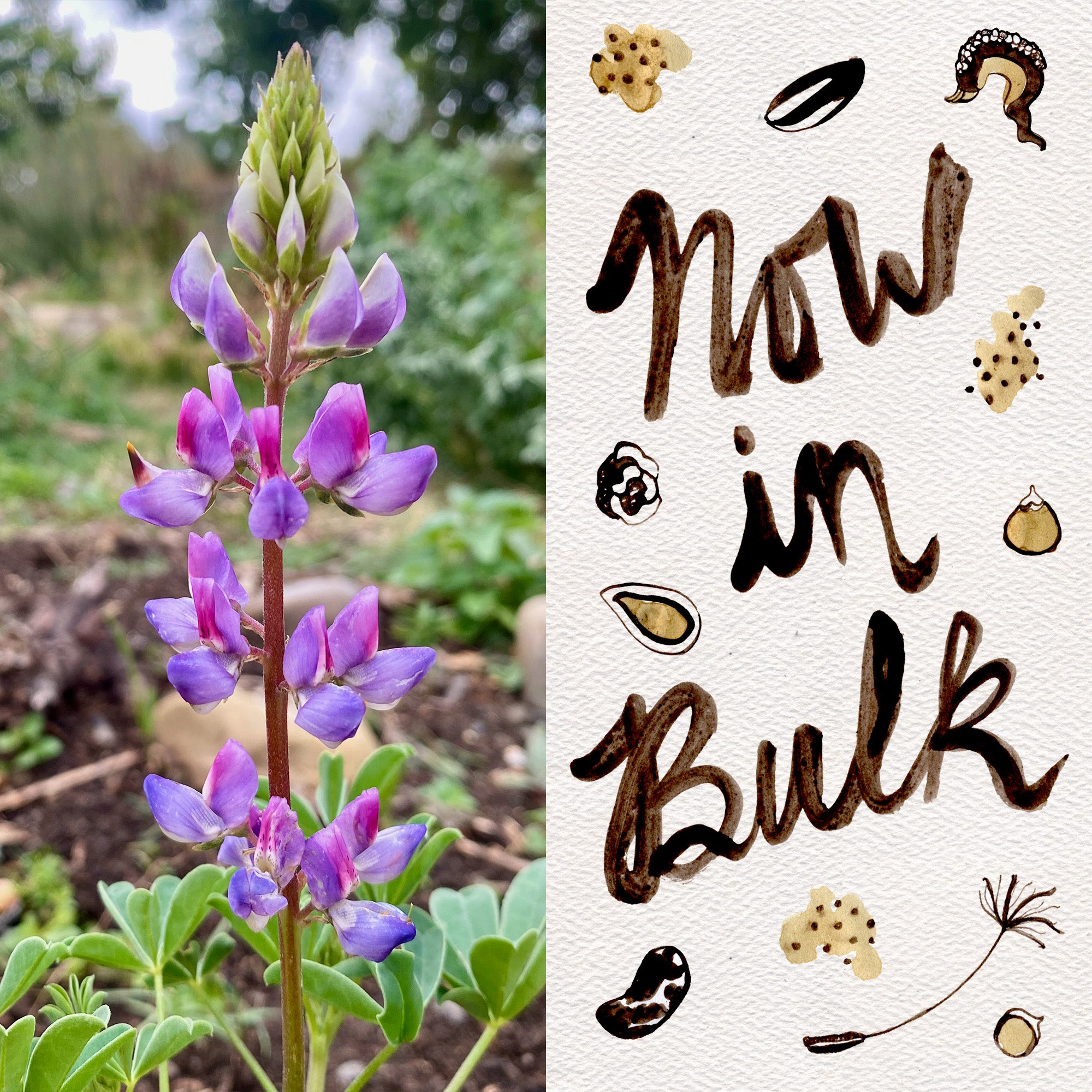 Arroyo Lupine Flower Seeds BULK: 1,000 Seeds (1 ounce)