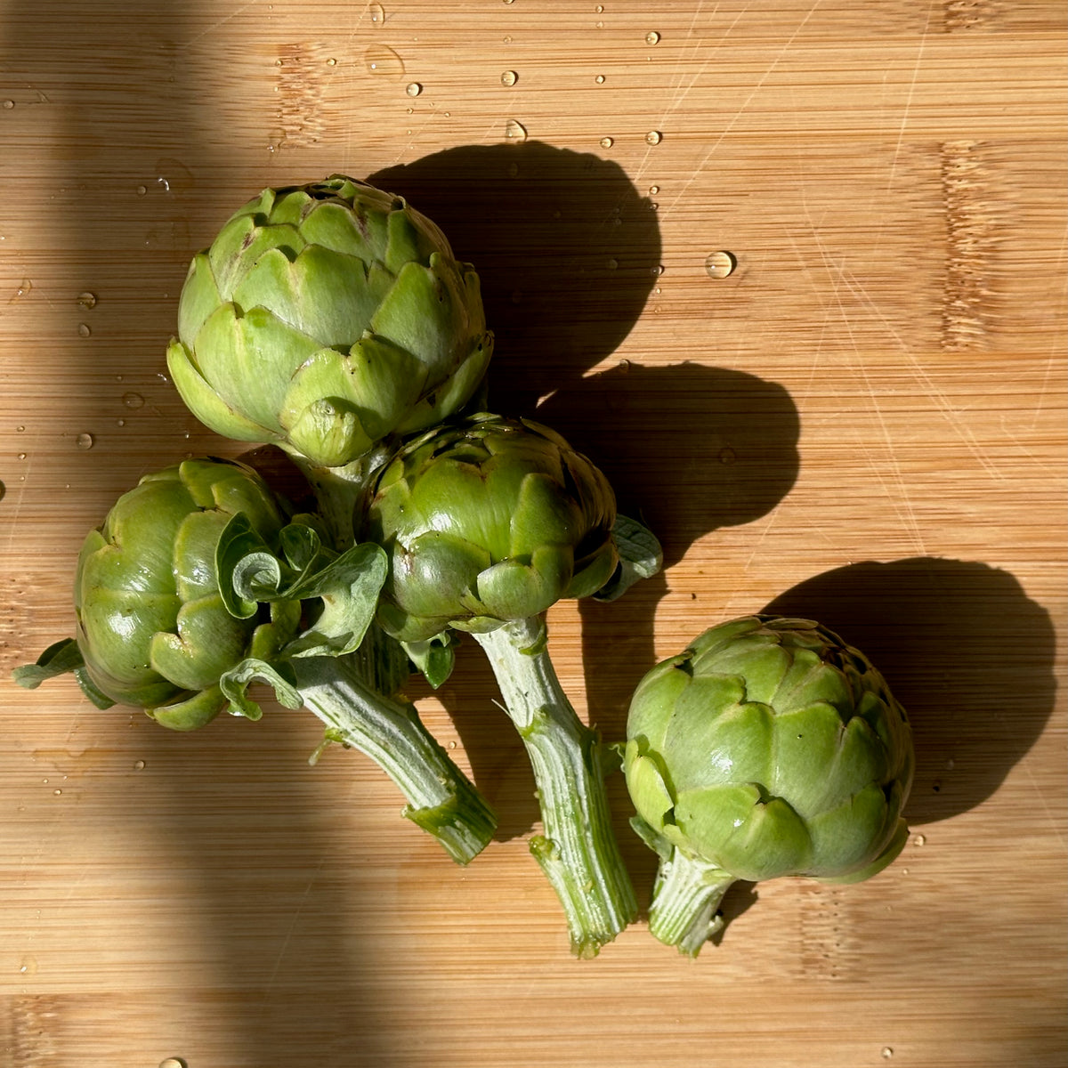 Green Globe Artichoke