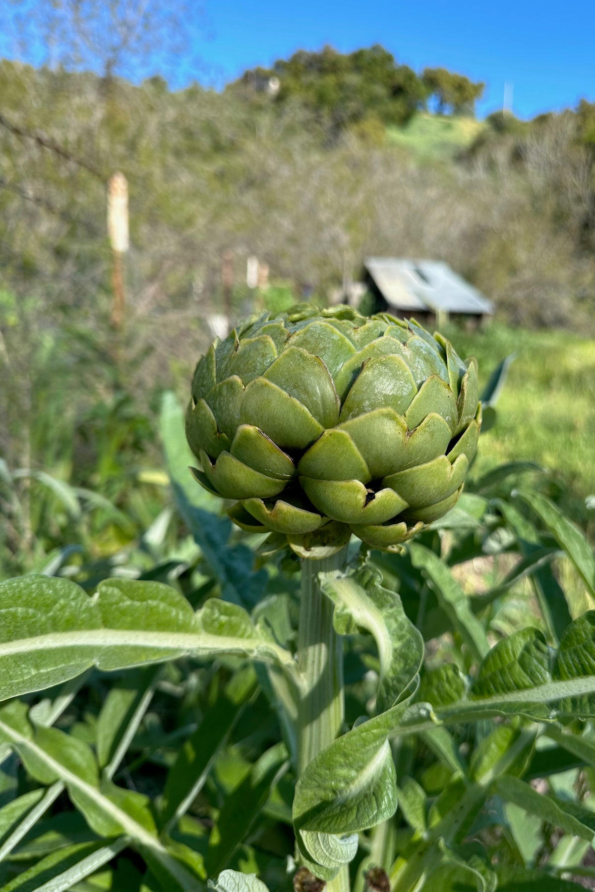 Green Globe Artichoke