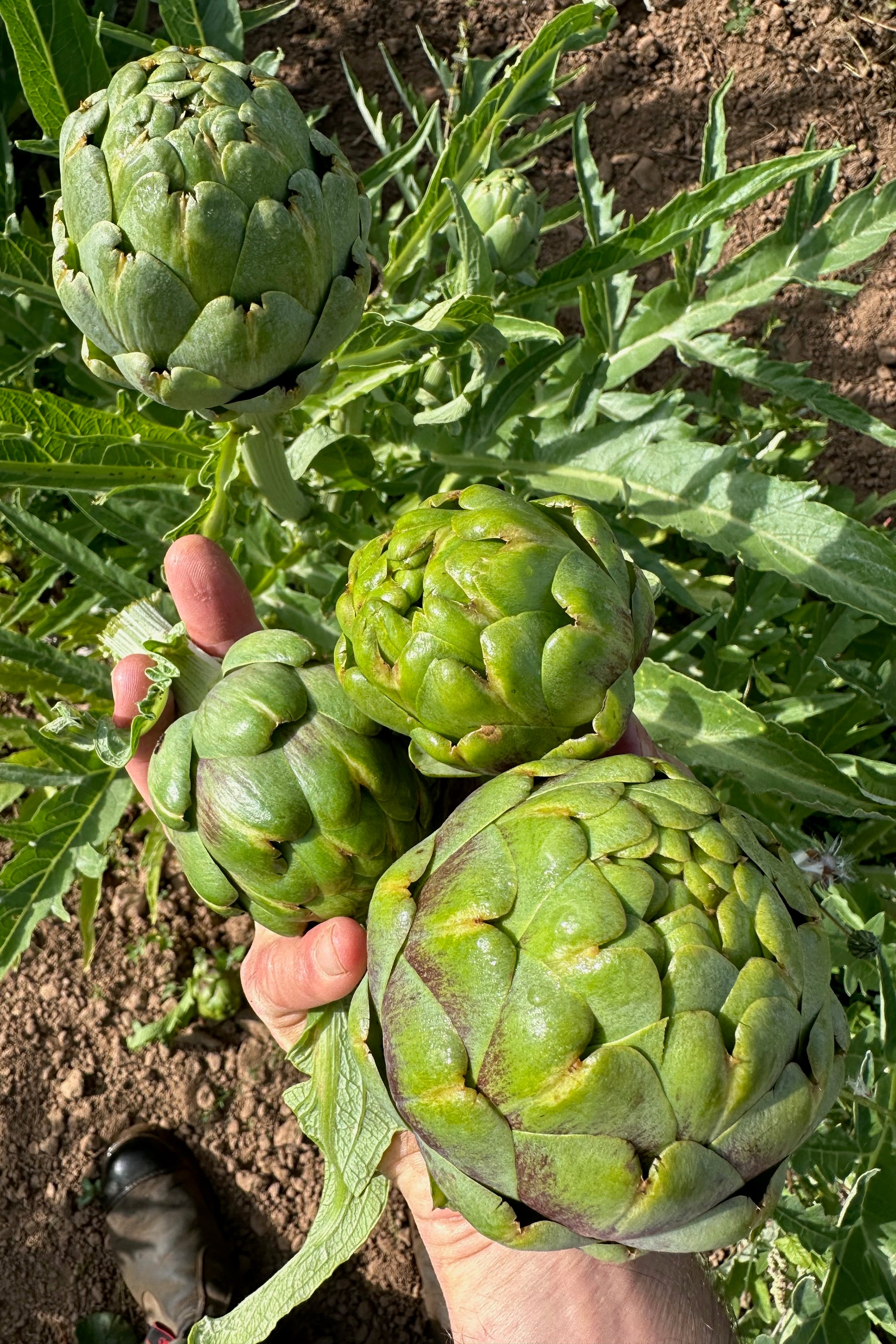 artichoke seeds from plant Green Globe Artichoke Seeds