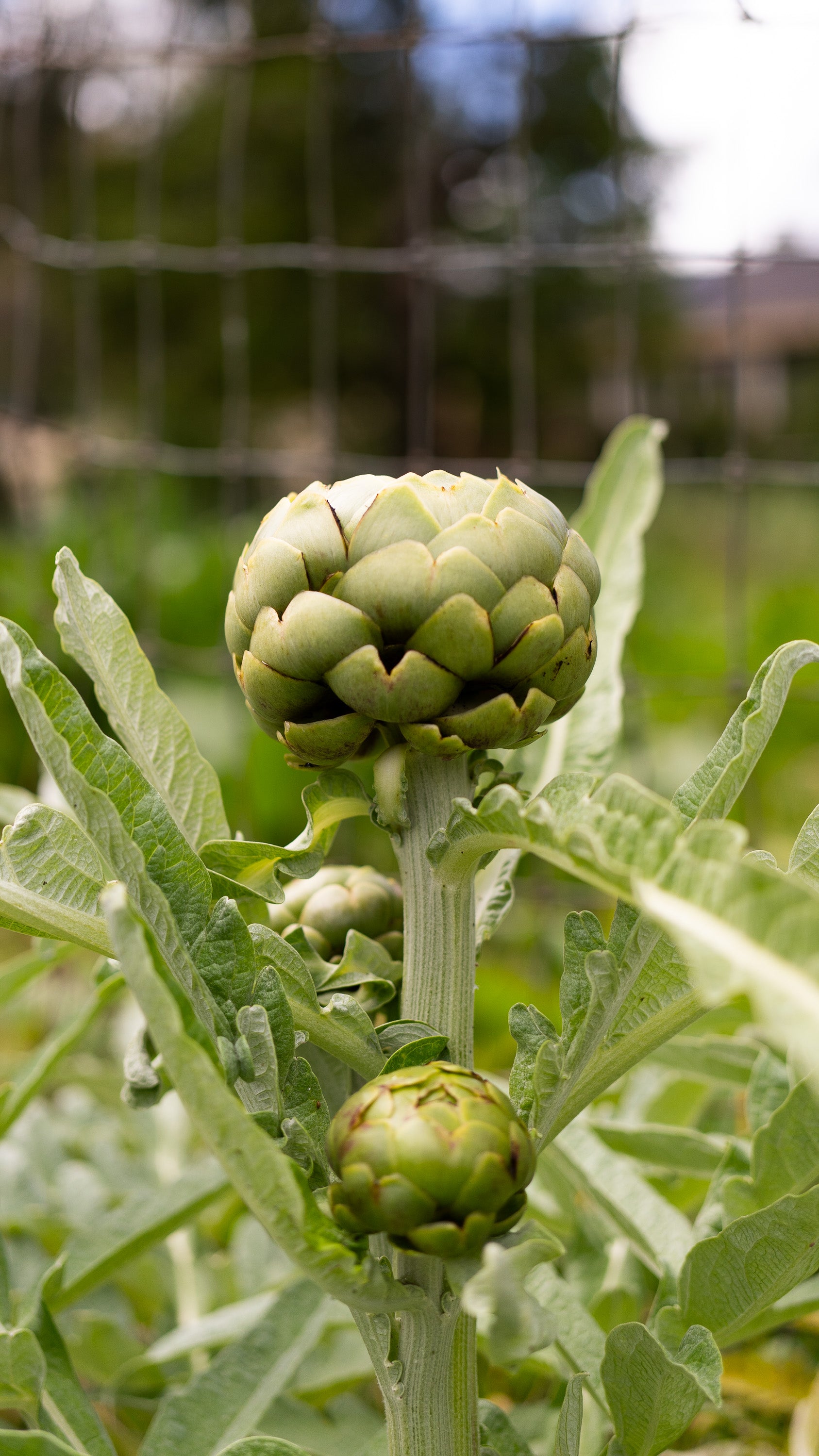 plant artichoke seeds Green Globe Artichoke Seeds Packet: 25 Seeds (1 gram)