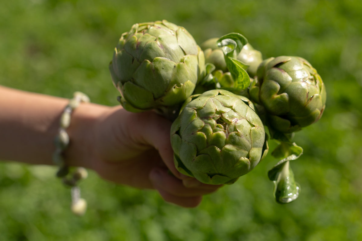 Green Globe Artichoke