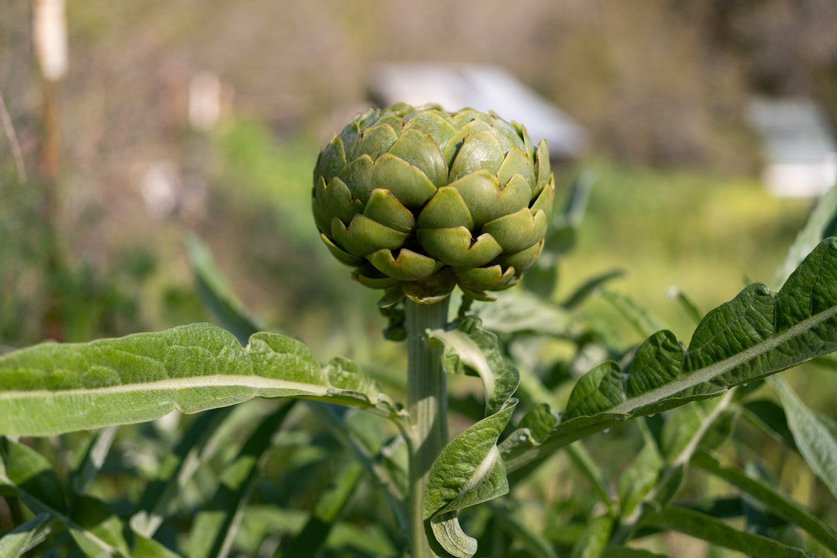 Green Globe Artichoke