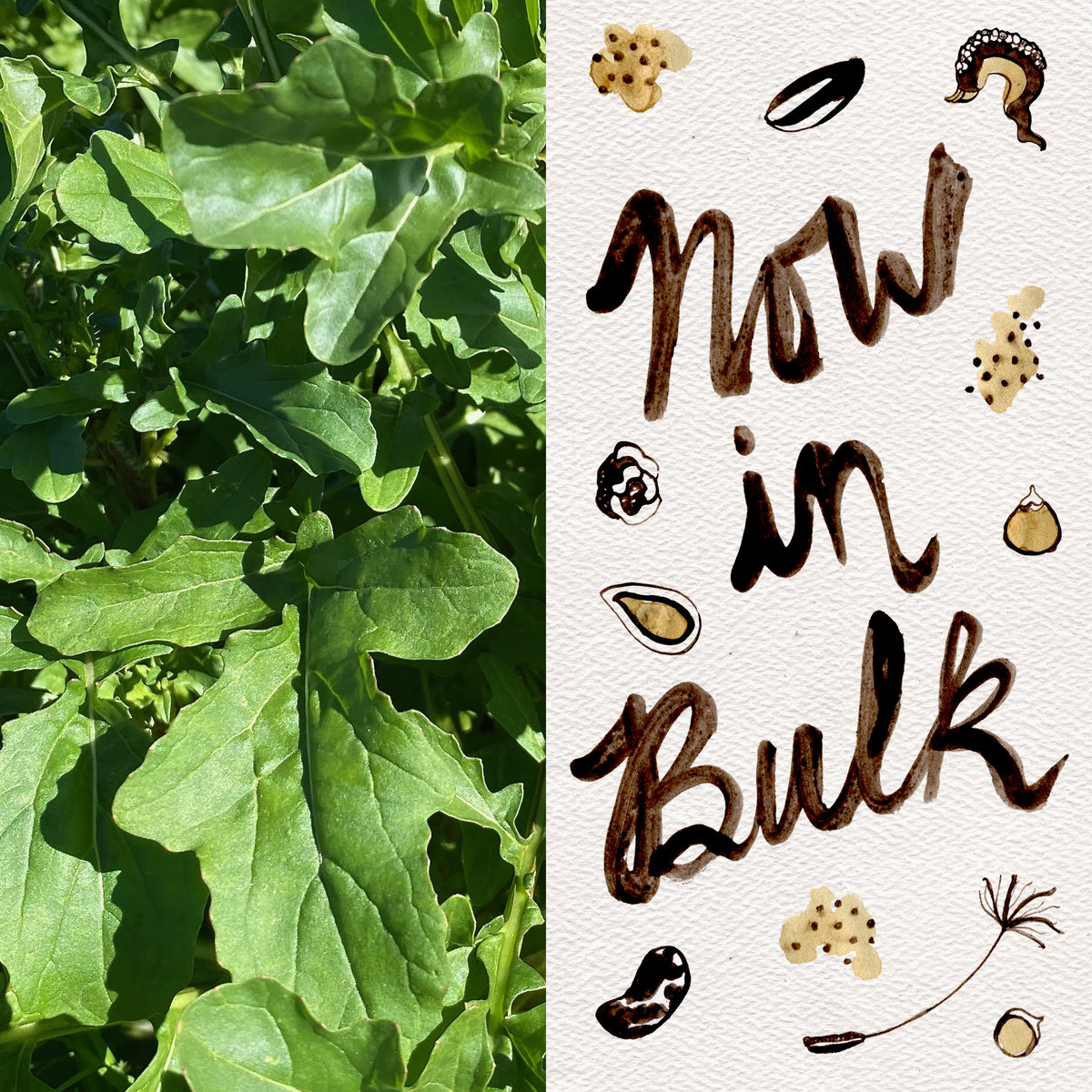 Arugula