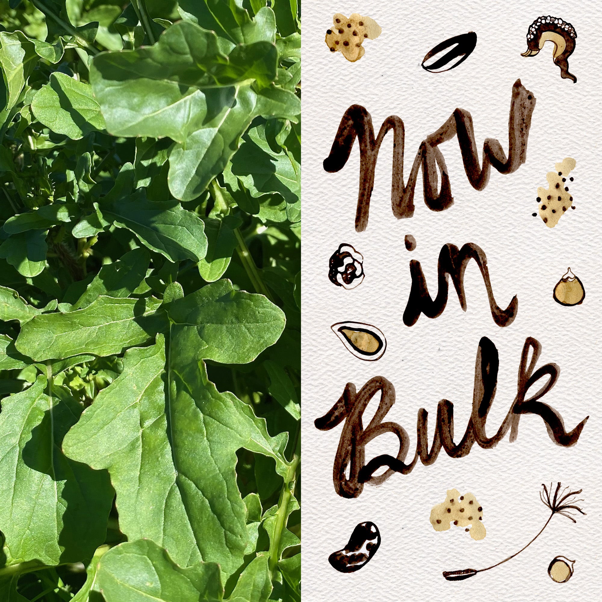 arugula plant seeds Assorted Vegetable Seeds Astro Arugula