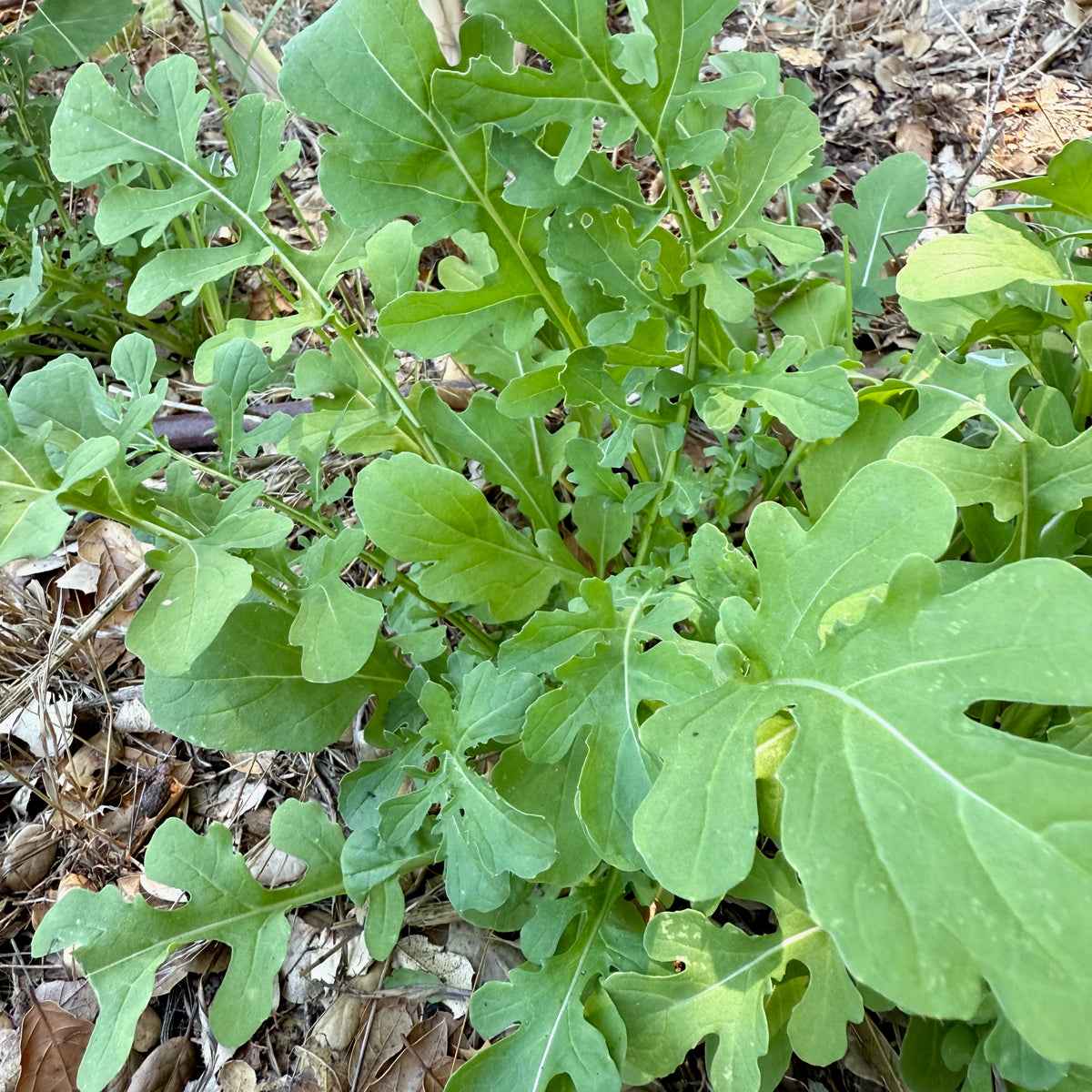 Esmee Arugula