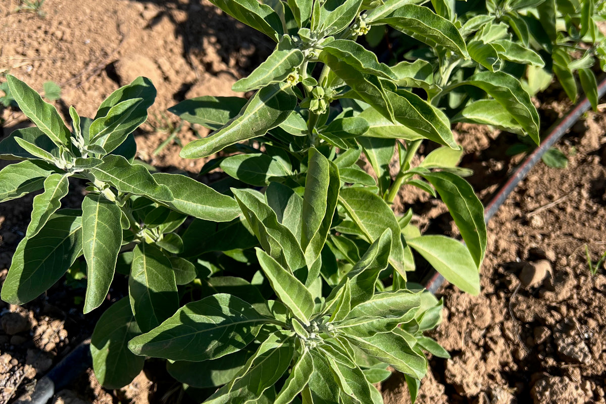 Ashwagandha