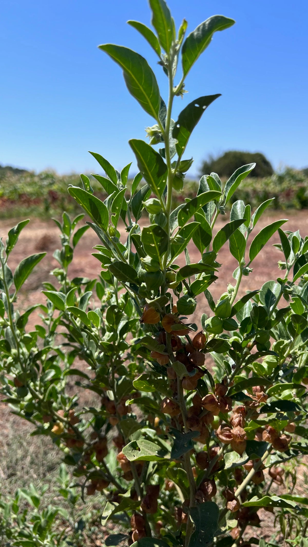 Ashwagandha