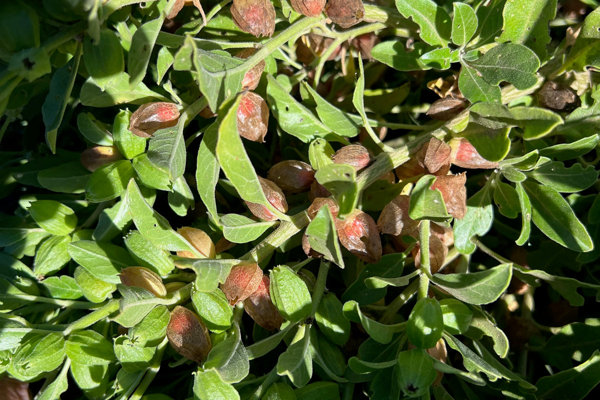 Ashwagandha