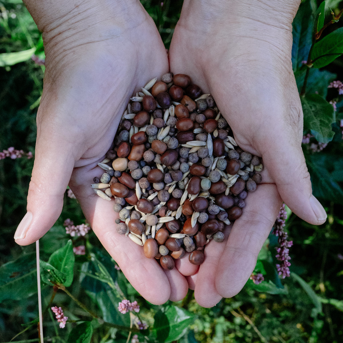 "As You Like It" Cover Crop Blend: High Biomass, Nitrogen Fixing Legumes