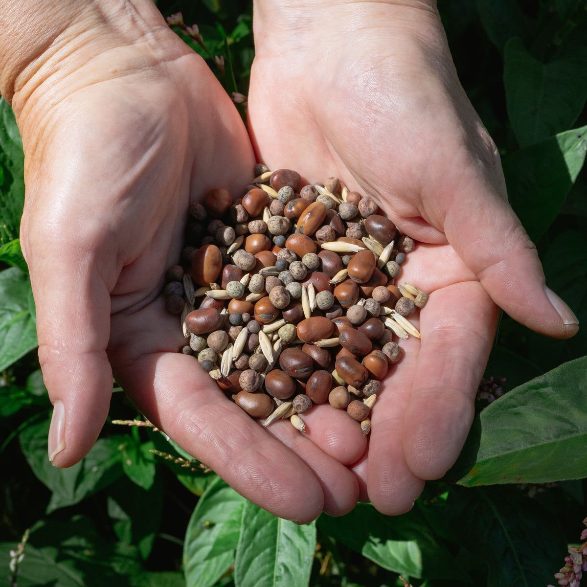 "As You Like It" Cover Crop Blend: High Biomass, Nitrogen Fixing Legumes