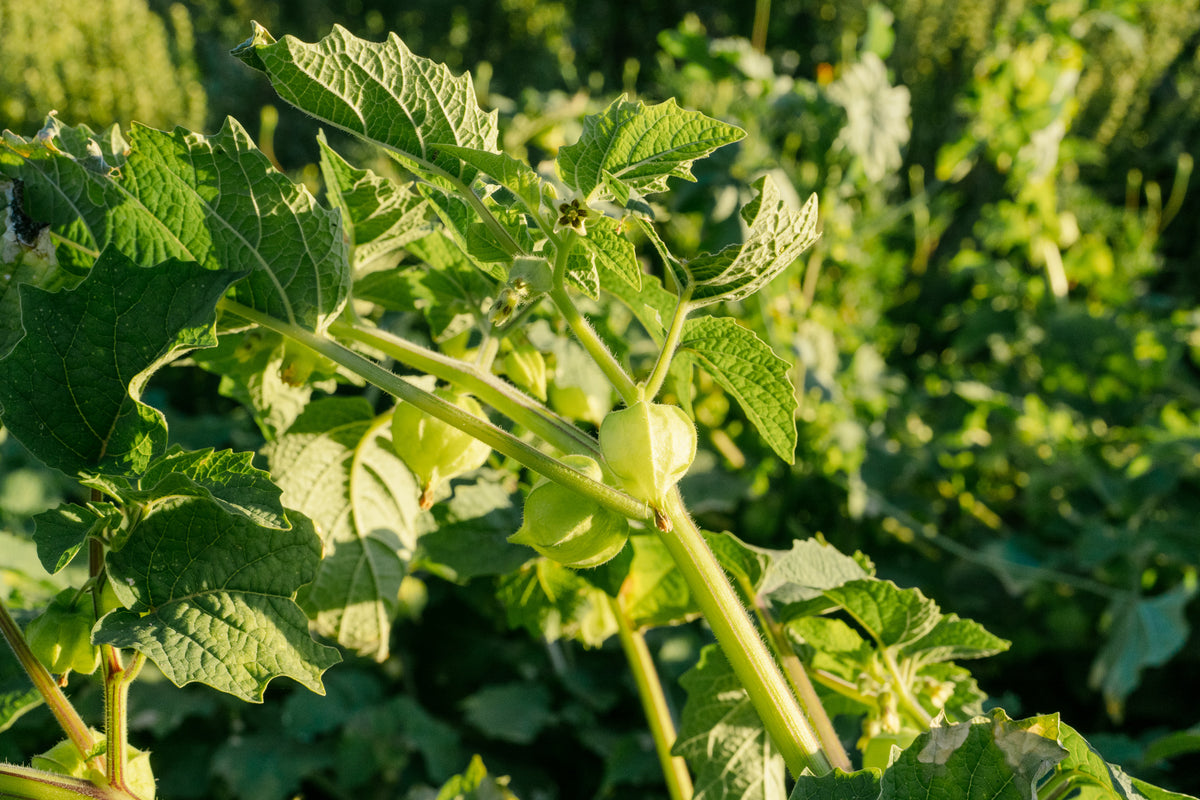 Aunt Molly's Ground Cherry