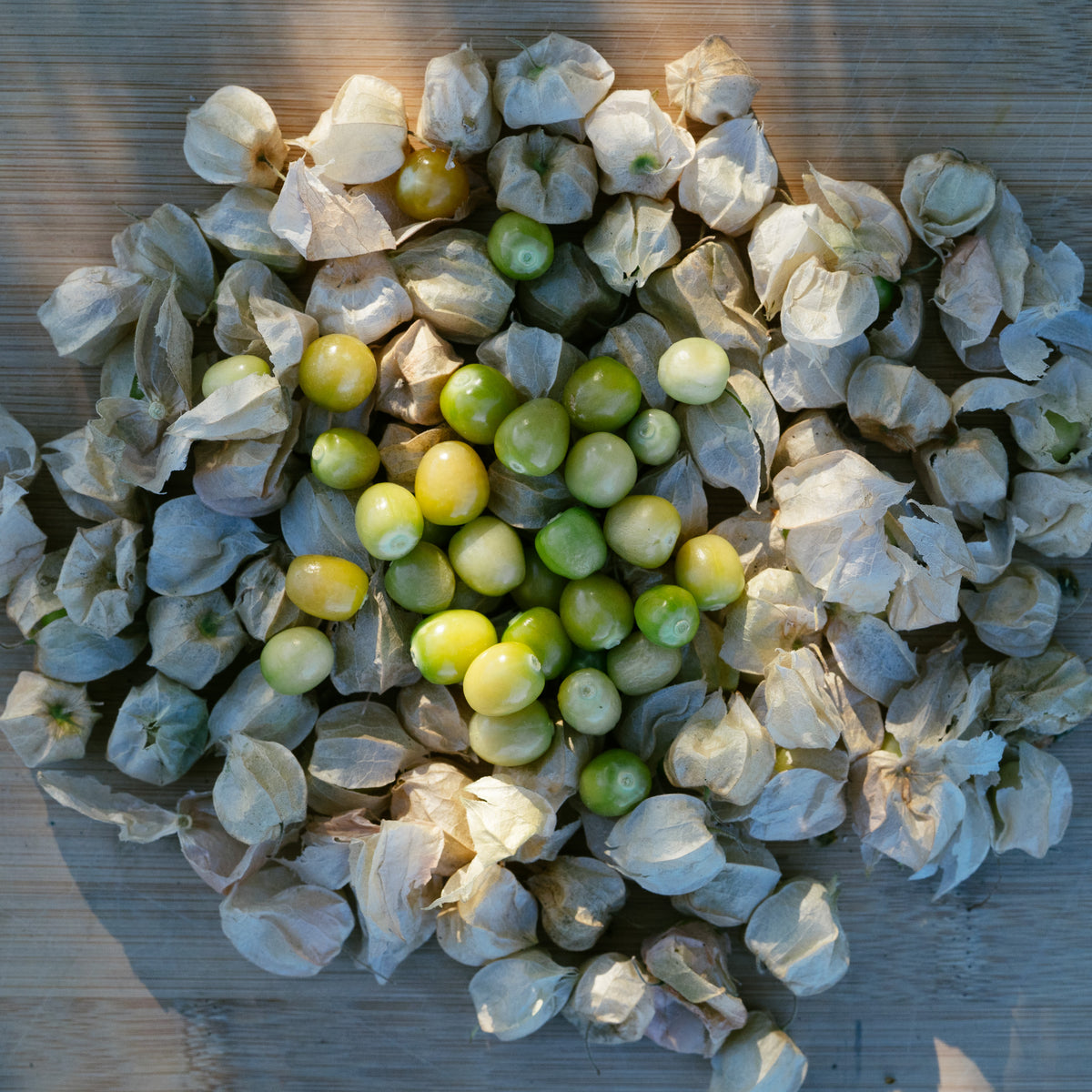 Aunt Molly's Ground Cherry