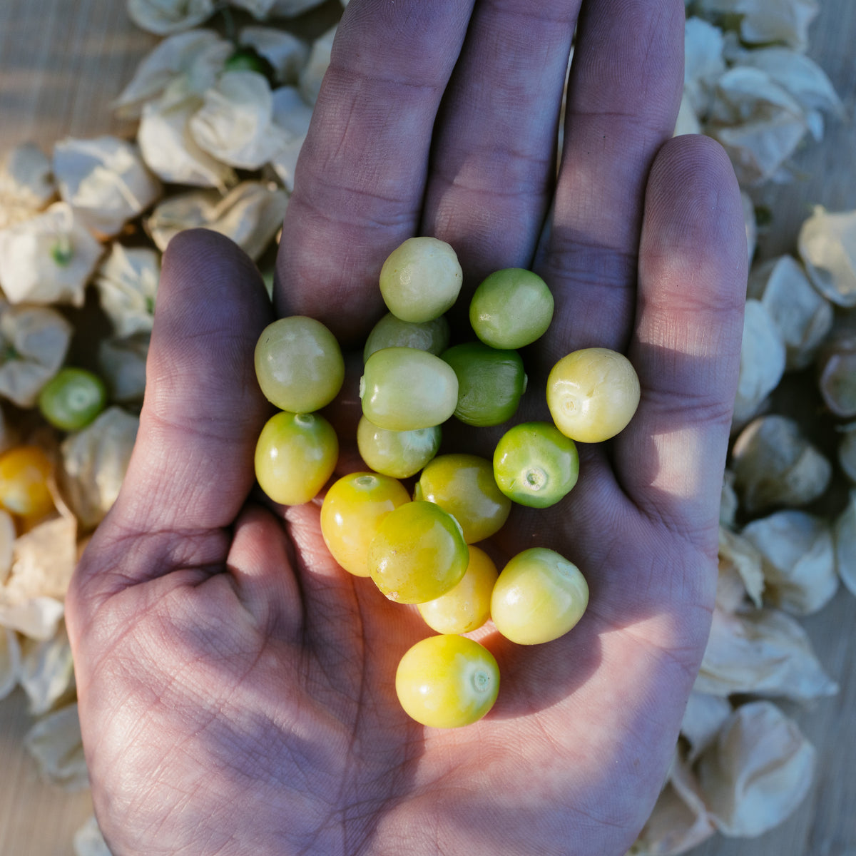 Aunt Molly's Ground Cherry