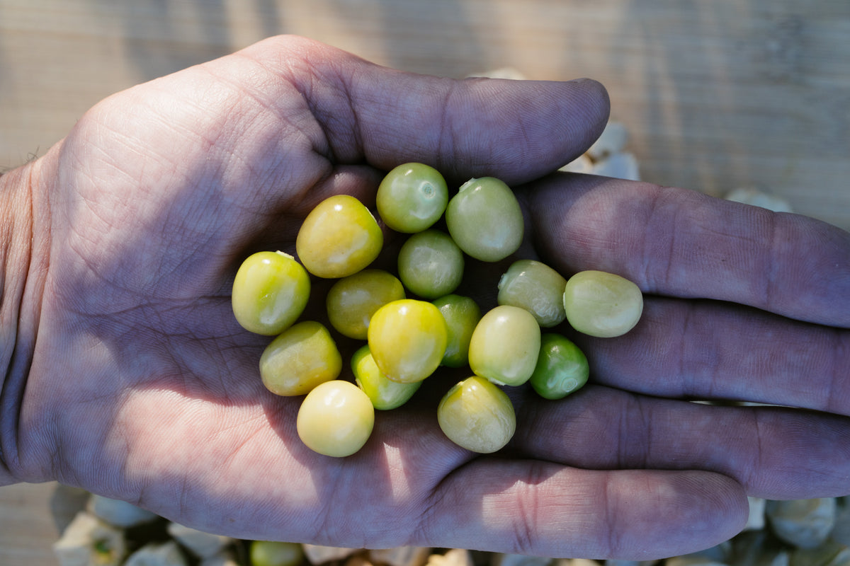 Aunt Molly's Ground Cherry