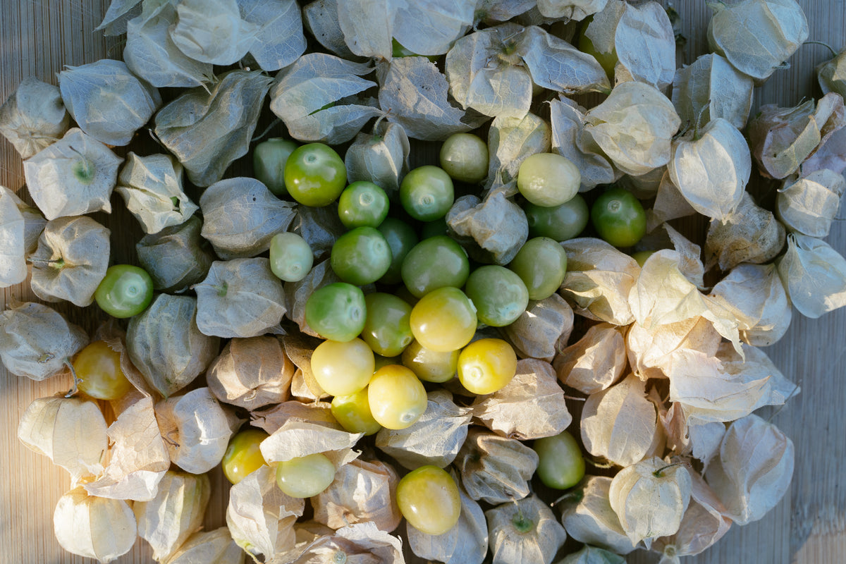 Aunt Molly's Ground Cherry