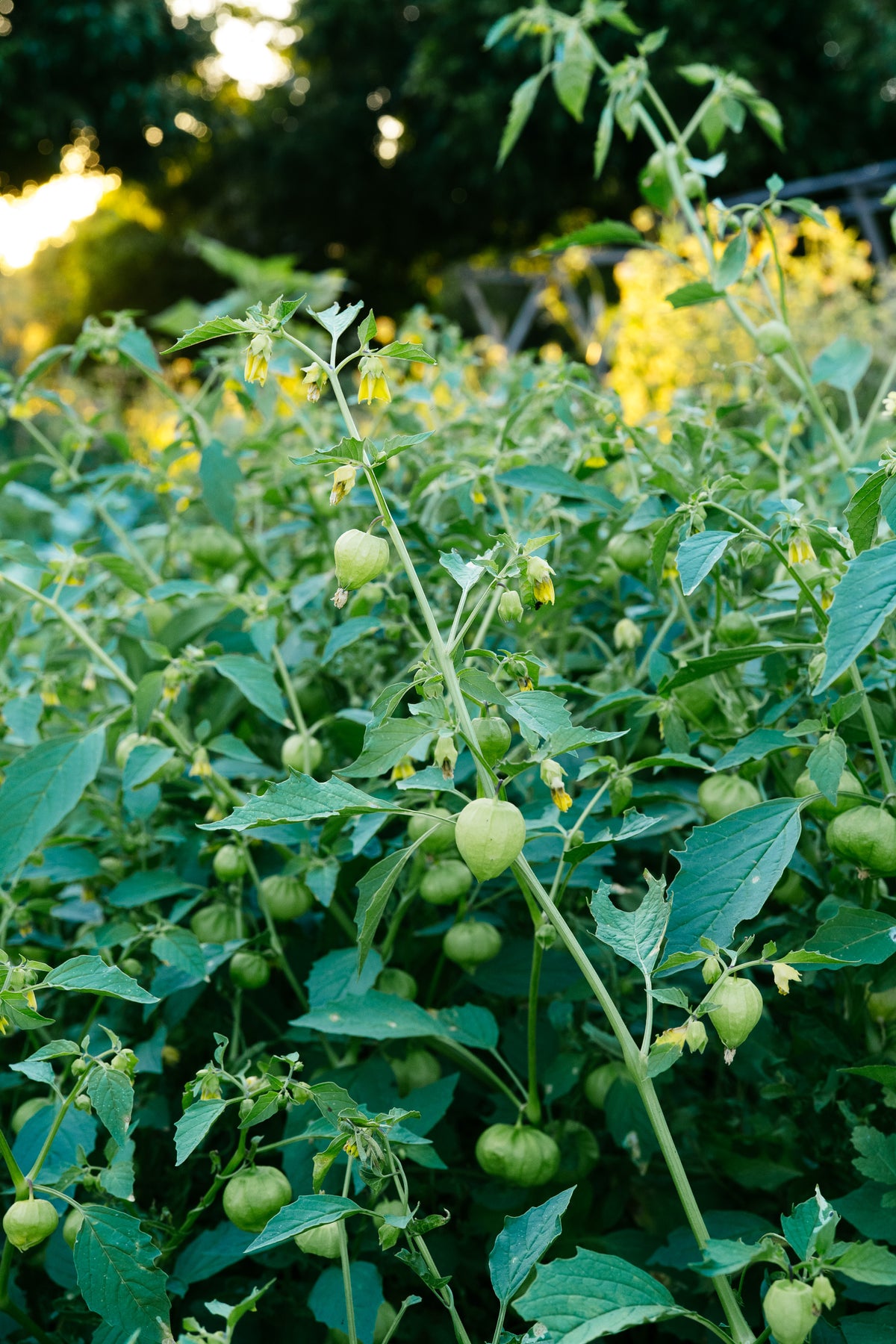 Aunt Molly's Ground Cherry