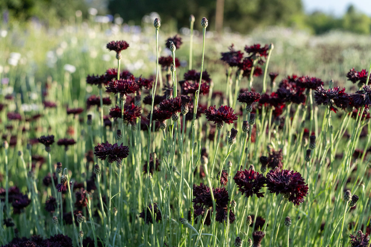 Black Magic Bachelor&#39;s Button / Cornflower