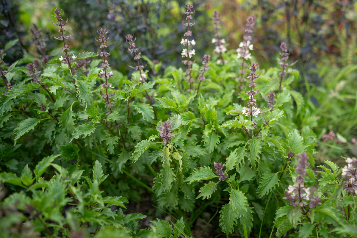 Mrihani Basil