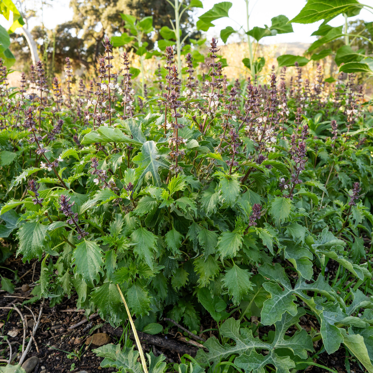 Mrihani Basil