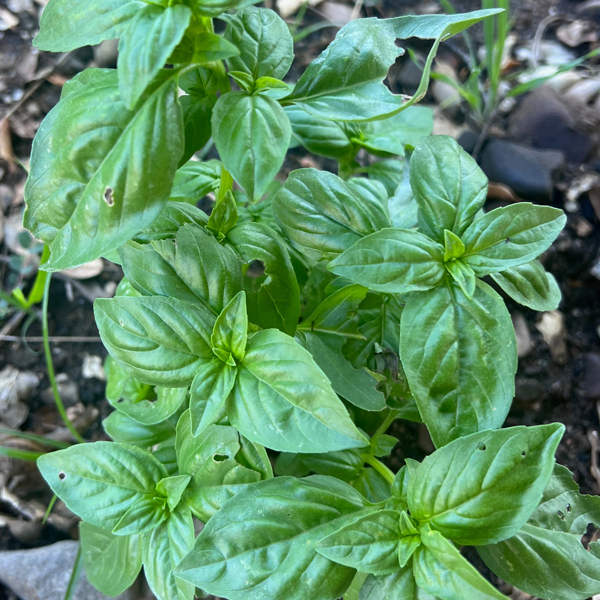 Culinary Basil Seed Collection - Six Packets - The Plant Good Seed Company