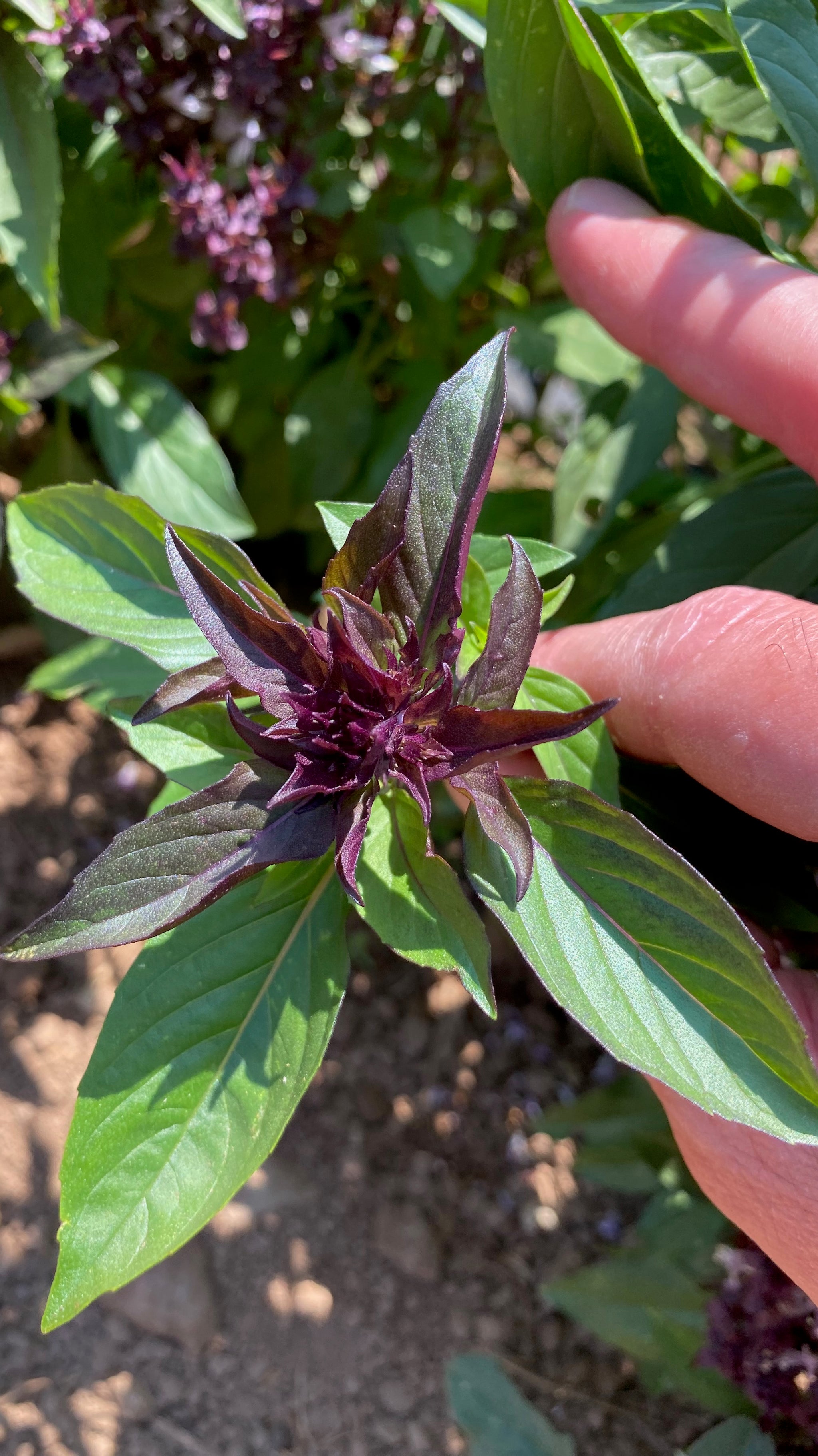 plant thai basil seeds Siam Queen Thai Basil Seeds