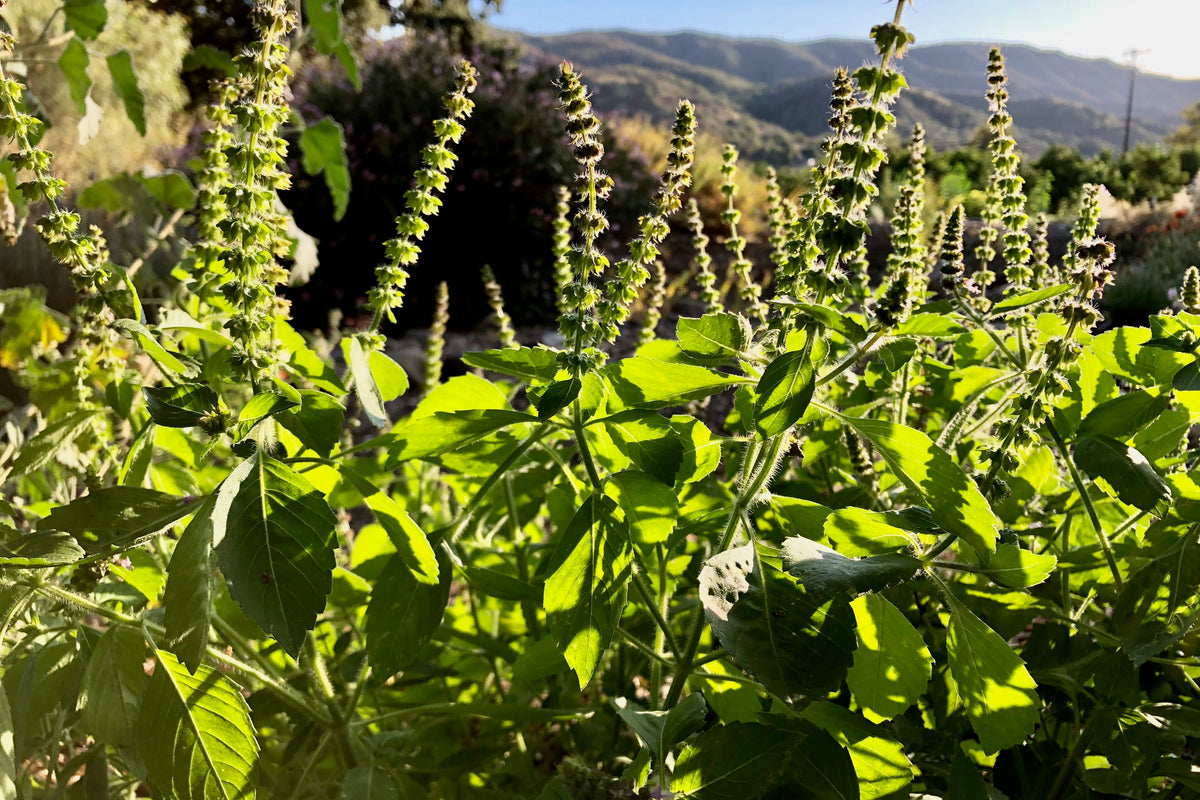 Kapoor Holy Basil Plants in Flower