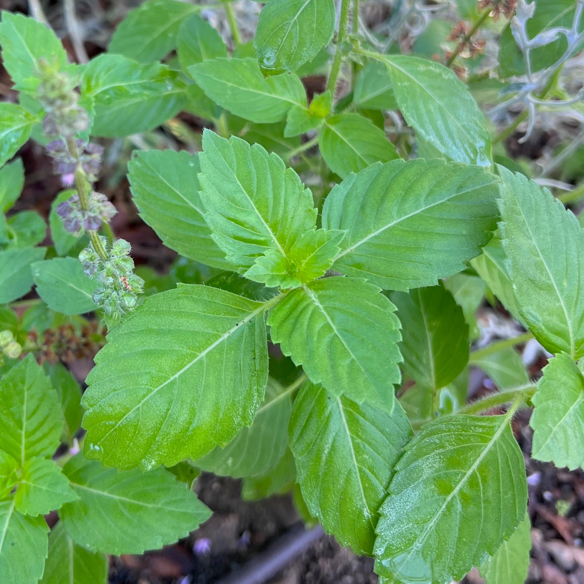 Kapoor Holy Basil Leaves Up Close