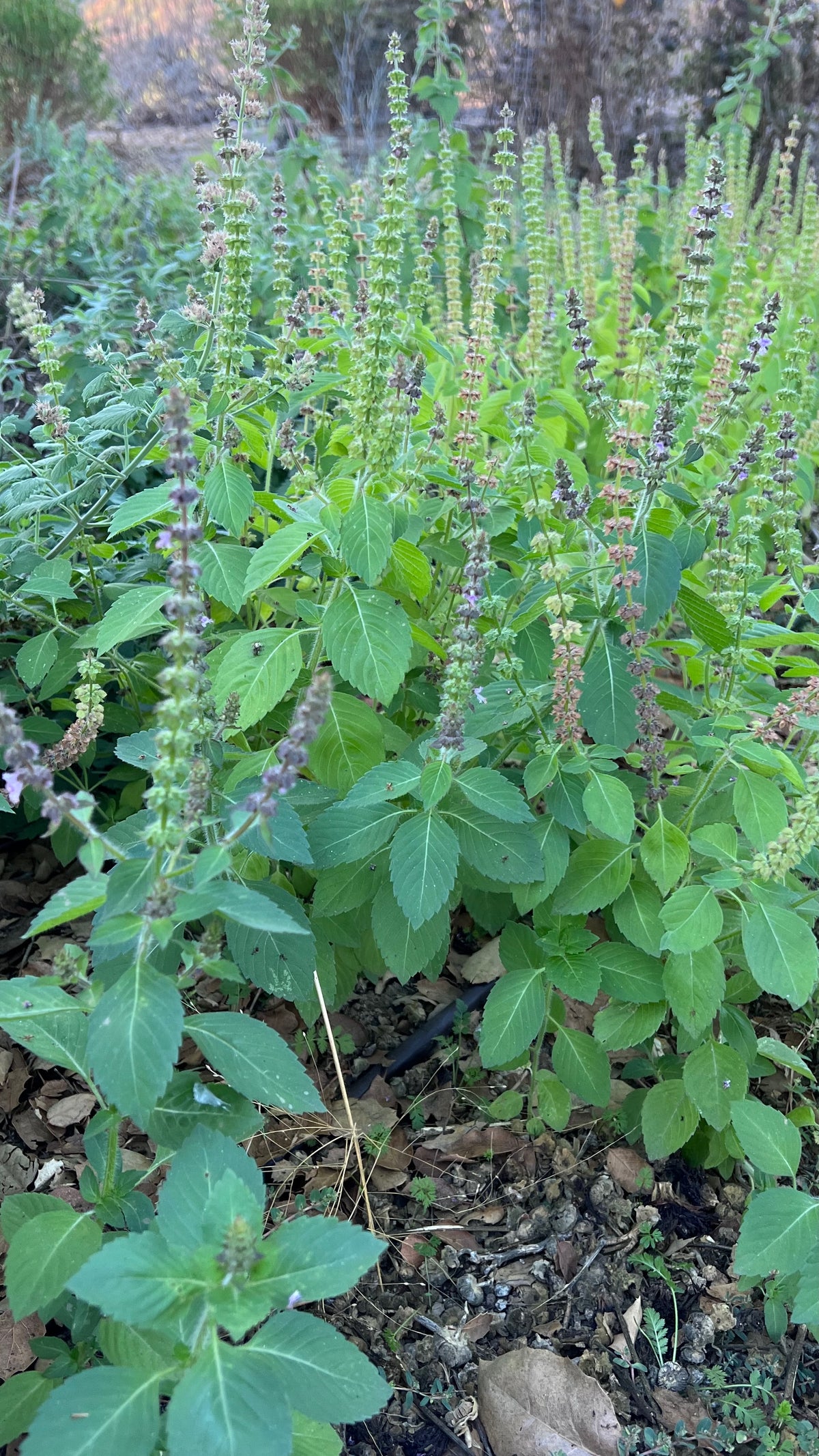 Kapoor Holy Basil Plants Going to Seed