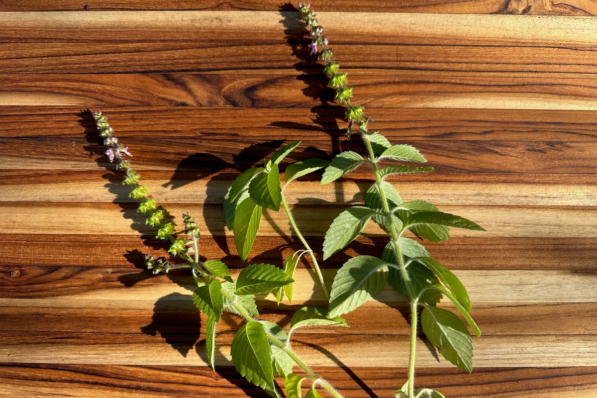 Kapoor Holy Basil Leaf Foliage on Cutting Board