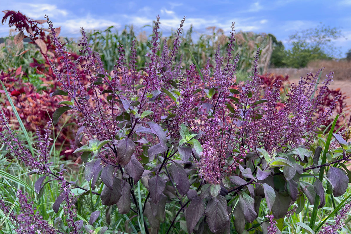 Krishna Holy Basil / Tulsi