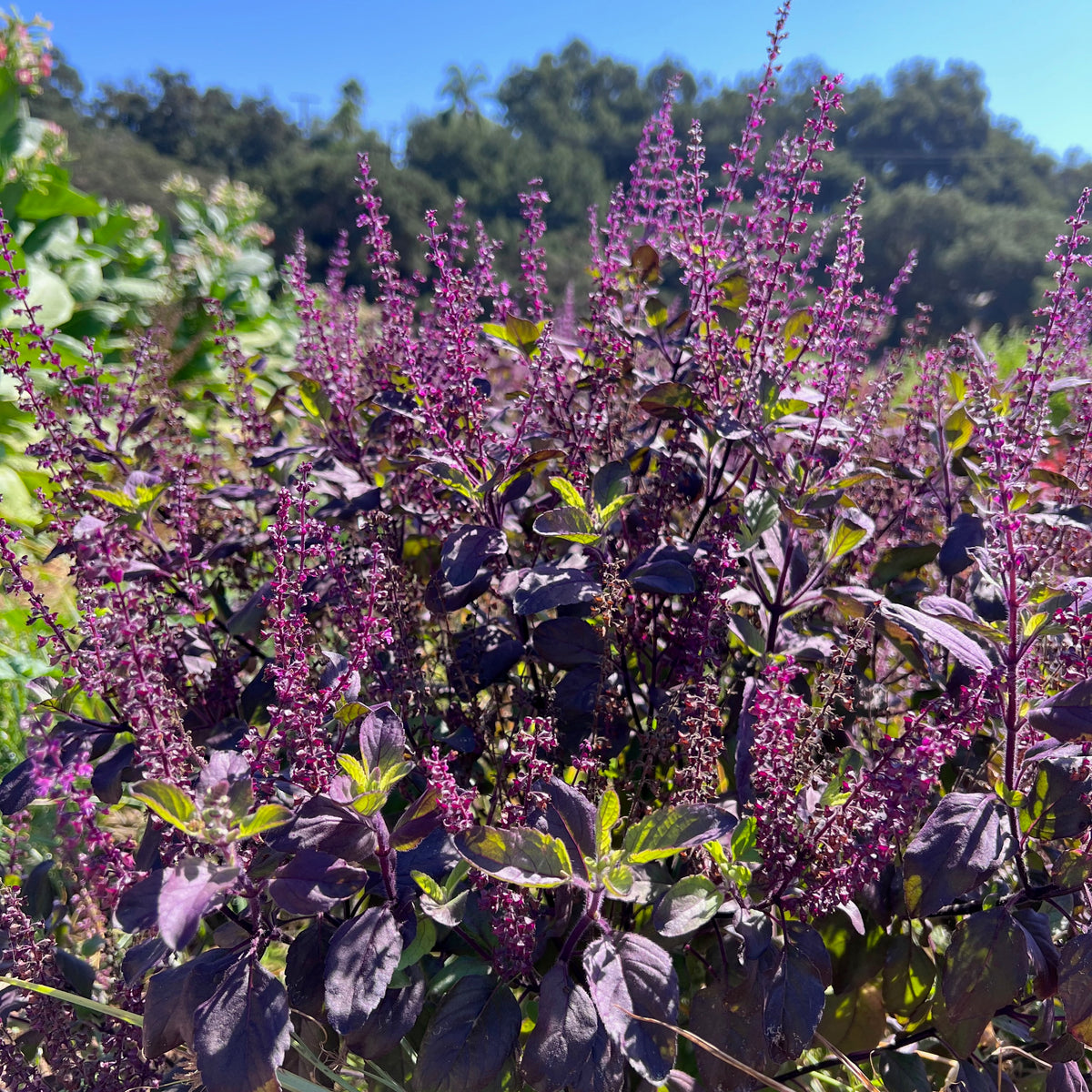 Krishna Holy Basil / Tulsi