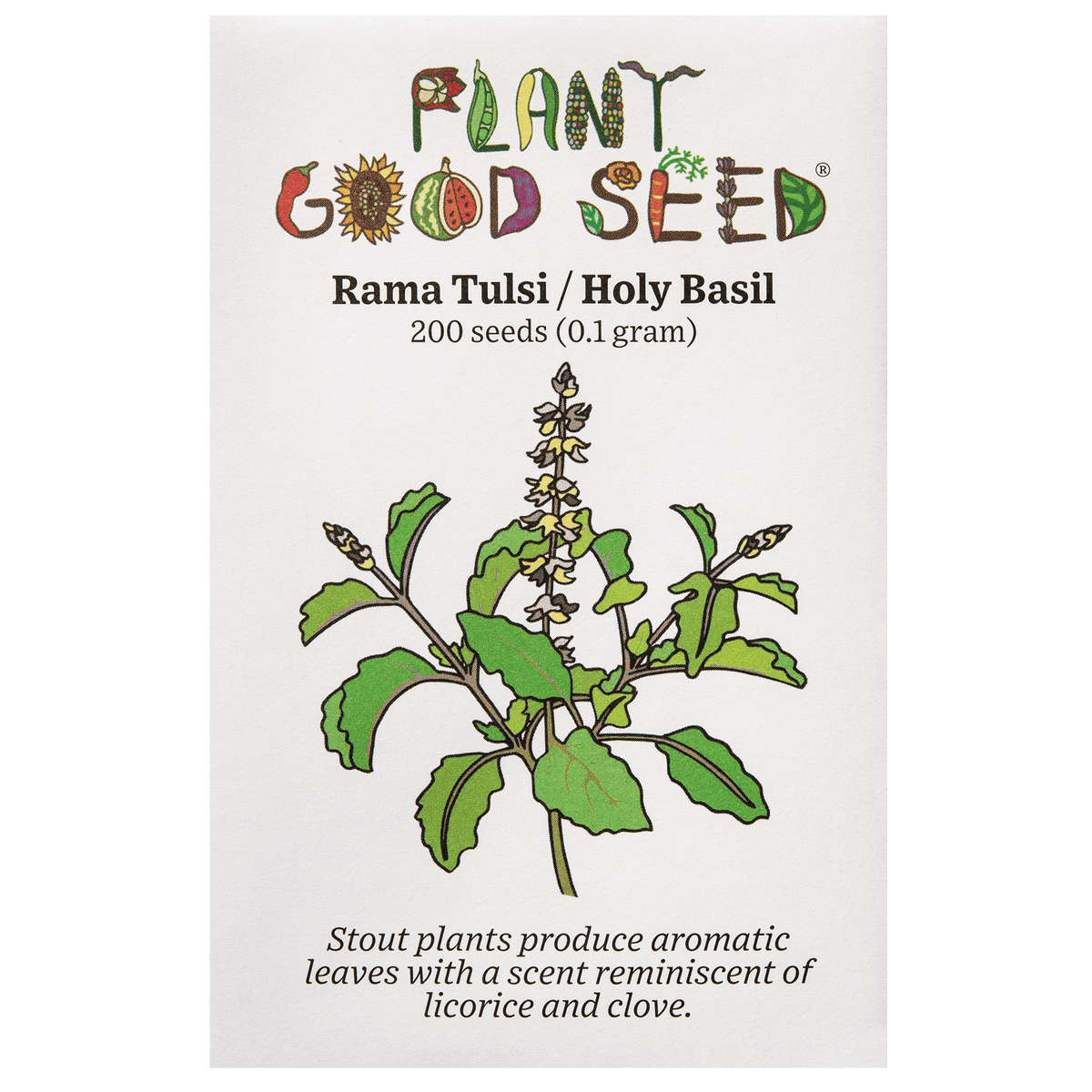 Rama Holy Basil Seed Packet Certified Organic Ocimum tenuiflorum 