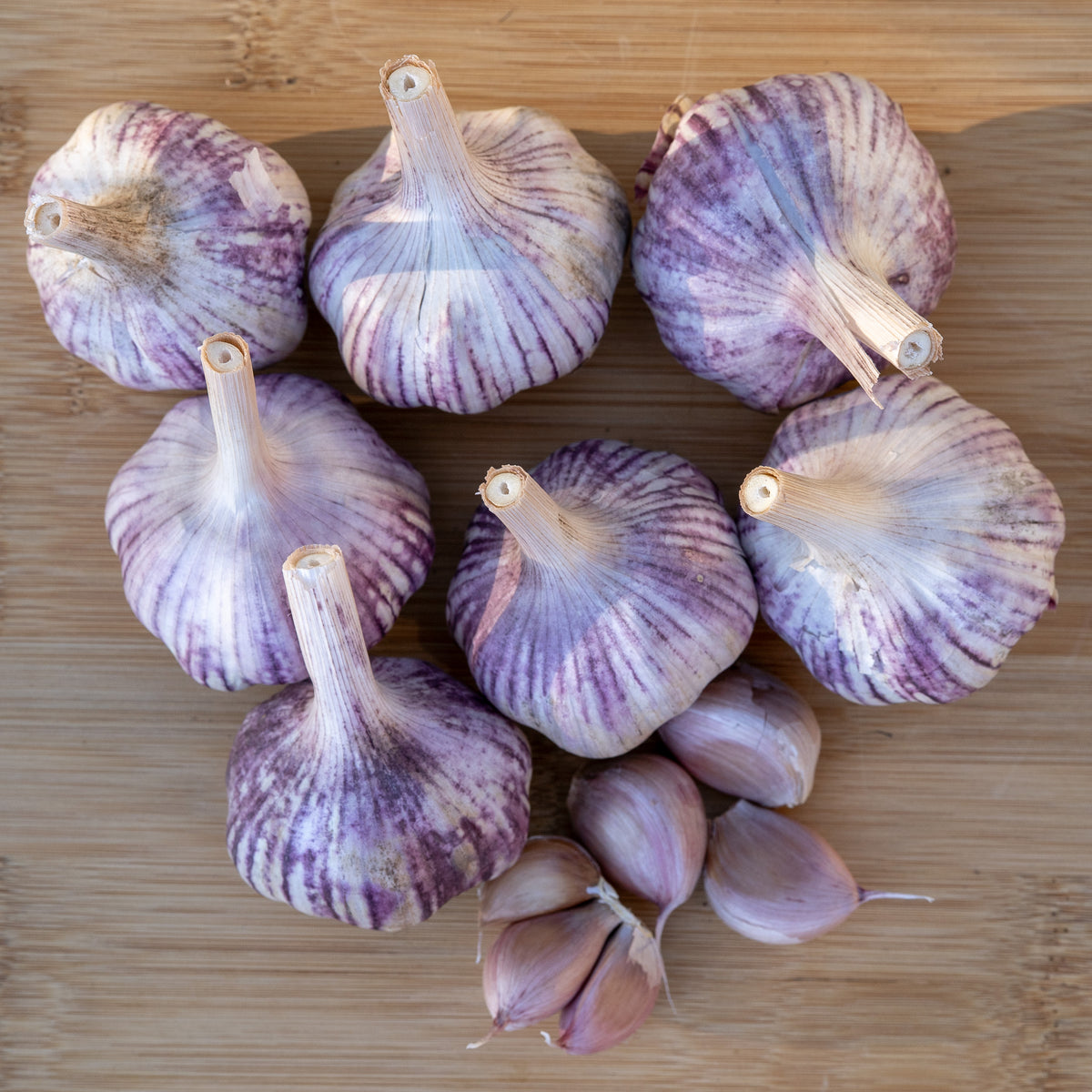 Basque Hardneck Garlic