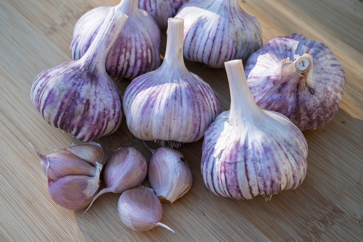 Basque Hardneck Garlic