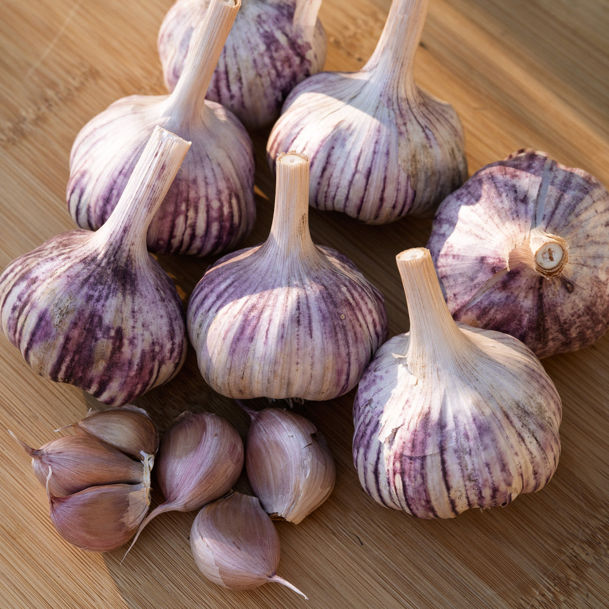 Basque Hardneck Garlic