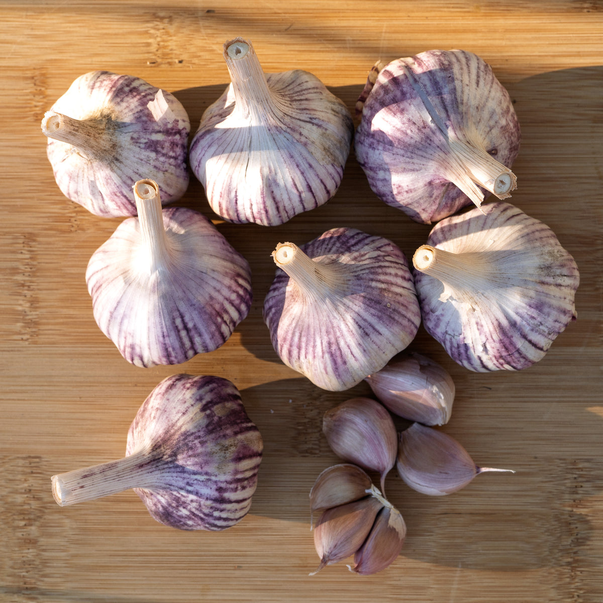 Basque Hardneck Garlic