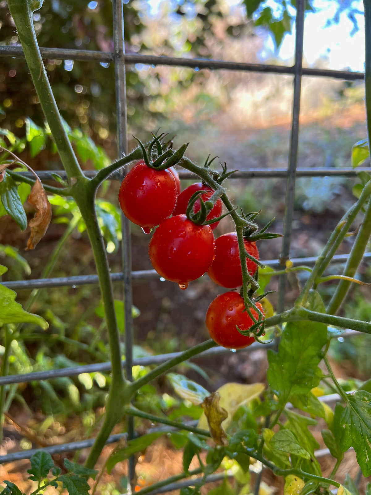 Be My Baby Cherry Tomato