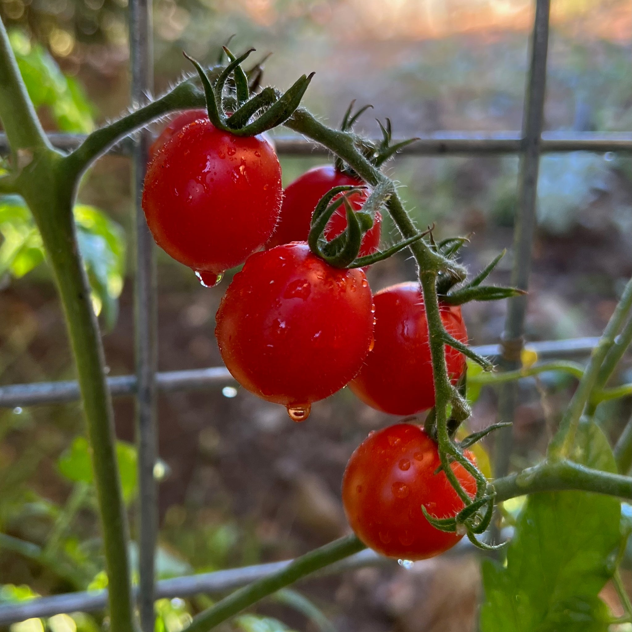 cherry tomato plants from seeds Be My Baby Cherry Tomato Seeds